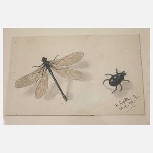 Wilhelm Oppitz, Sammlung Naturstudien