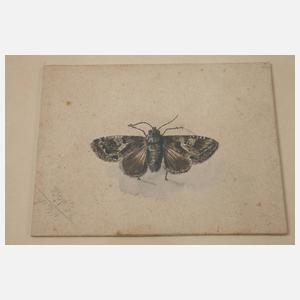 Wilhelm Oppitz, Sammlung Naturstudien