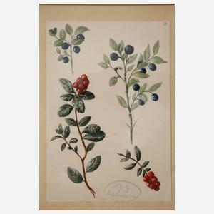 Wilhelm Oppitz, Sammlung Pflanzendarstellungen