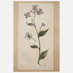 Wilhelm Oppitz, Sammlung Pflanzendarstellungen