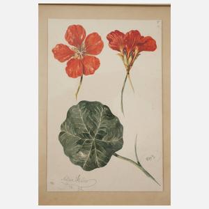 Wilhelm Oppitz, Sammlung Pflanzendarstellungen