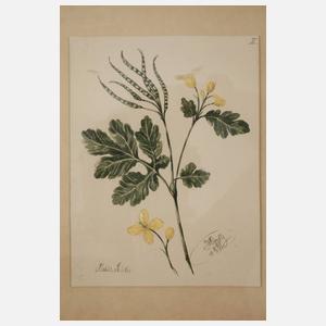 Wilhelm Oppitz, Sammlung Pflanzendarstellungen