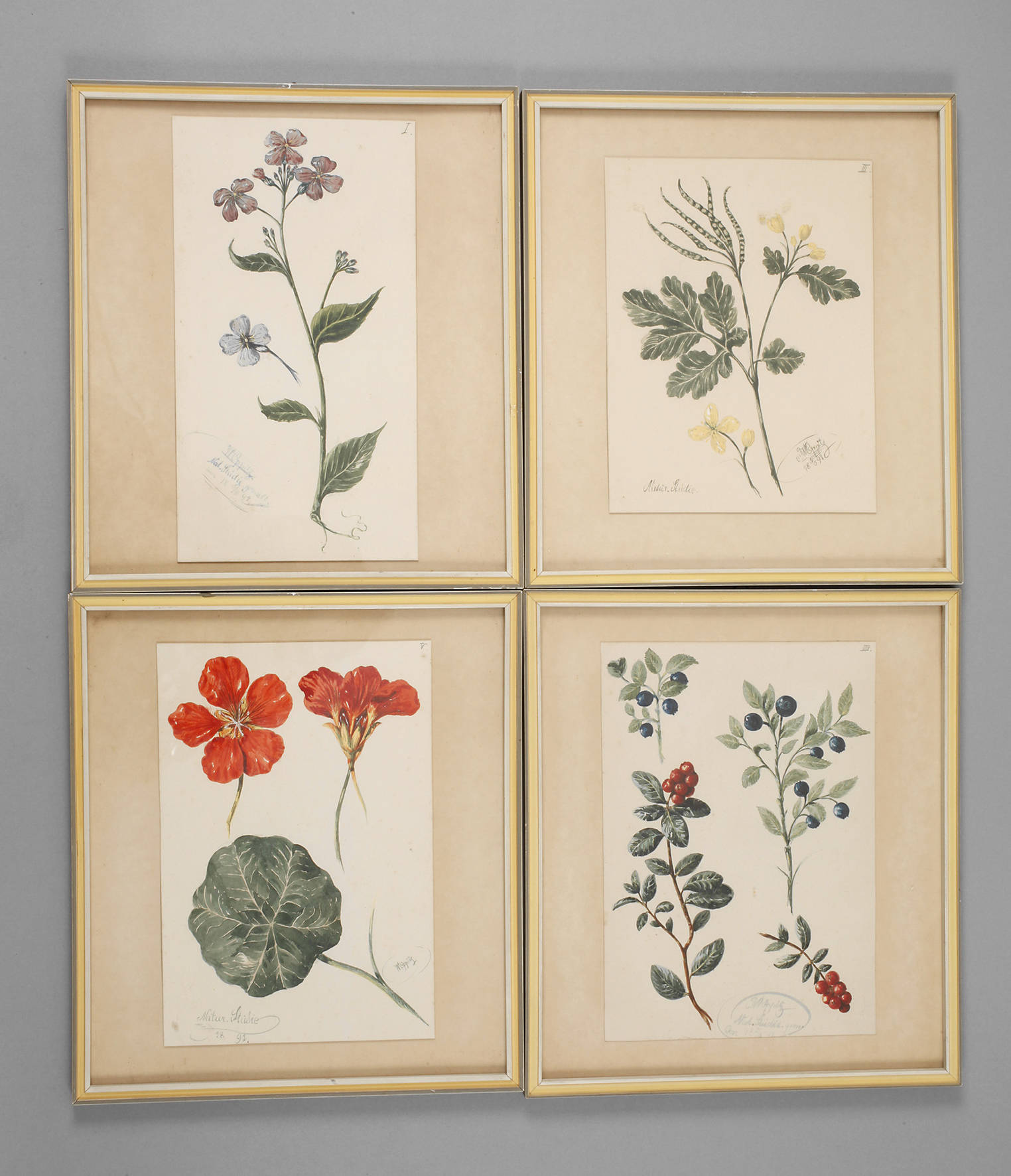 Wilhelm Oppitz, Sammlung Pflanzendarstellungen