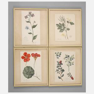 Wilhelm Oppitz, Sammlung Pflanzendarstellungen