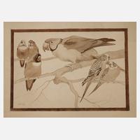 Schulze, Exotische Ziervögel111