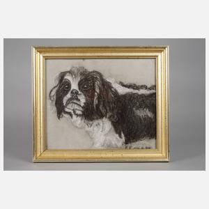 Cavalier King Charles Spaniel