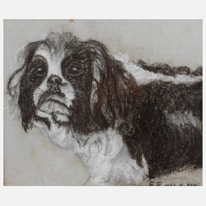 Cavalier King Charles Spaniel
