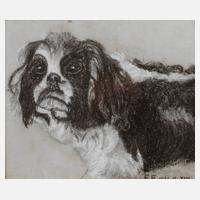 Cavalier King Charles Spaniel111