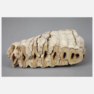 Zwei fossile Mammutzähne