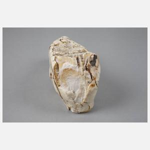 Zwei fossile Mammutzähne