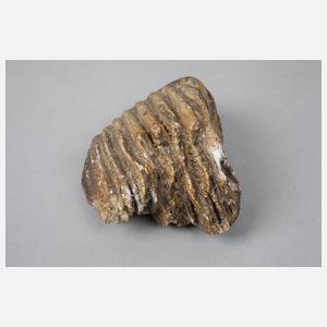 Zwei fossile Mammutzähne