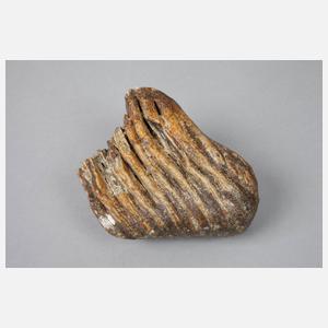 Zwei fossile Mammutzähne