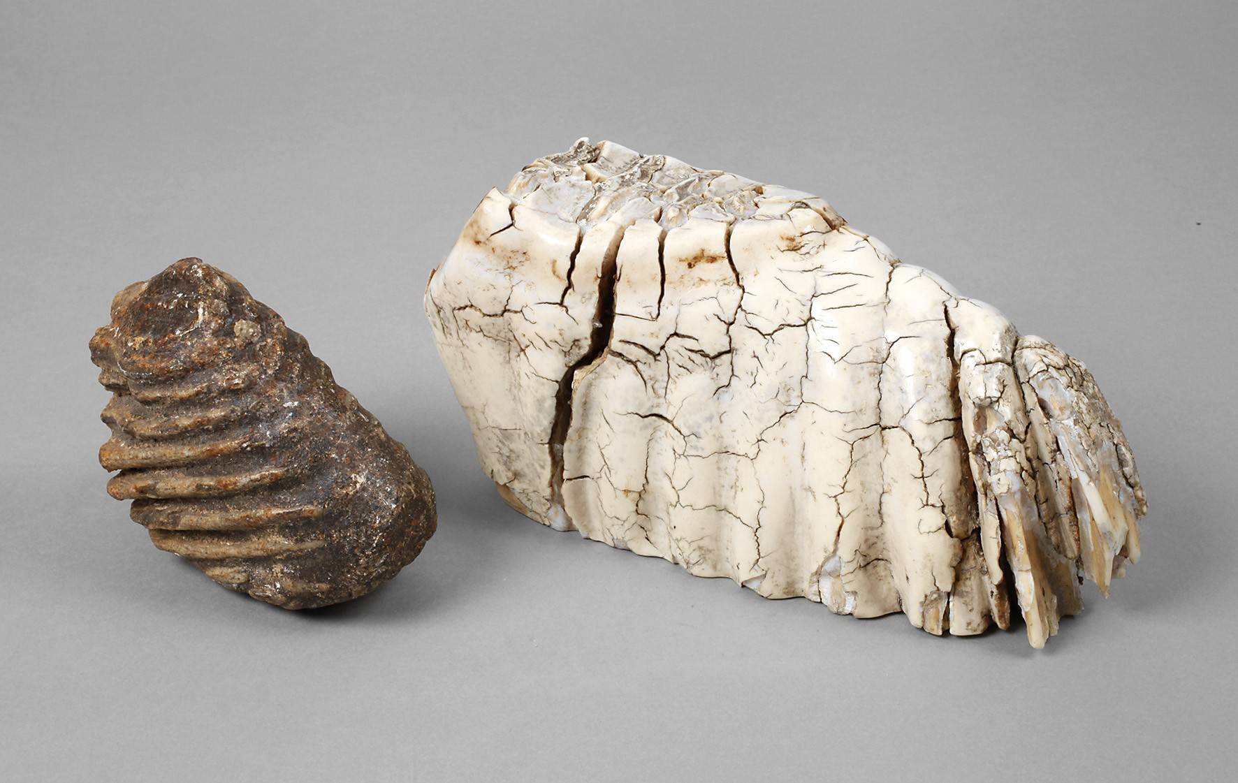 Zwei fossile Mammutzähne