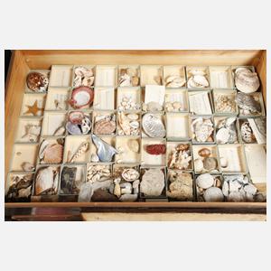 Mineralien- und Gesteinssammlung