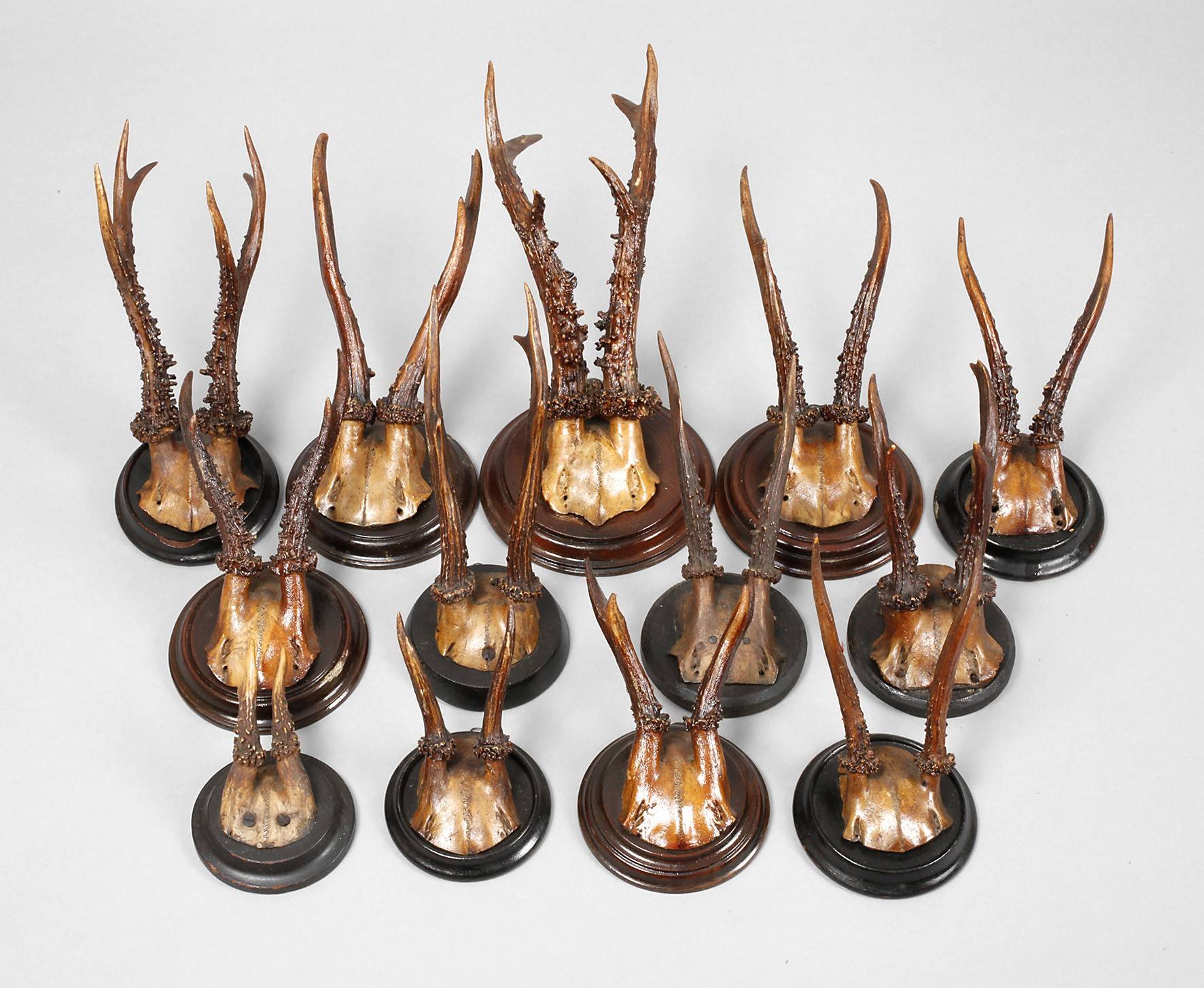 Konvolut Jagdtrophäen