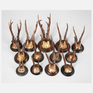 Konvolut Jagdtrophäen