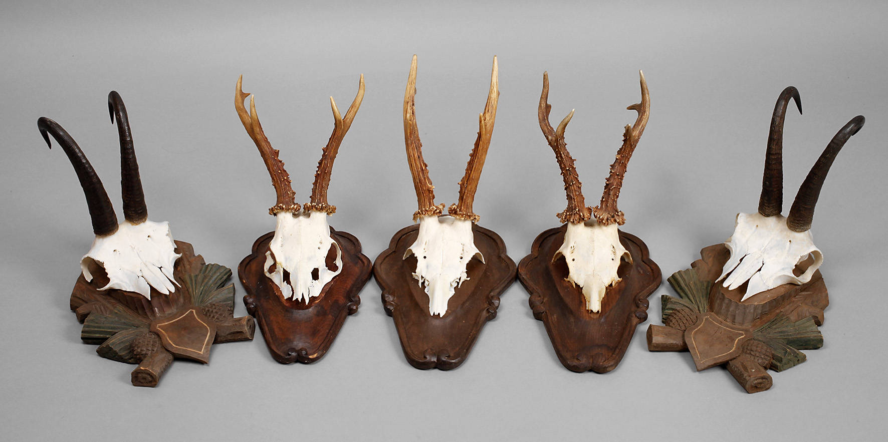 Konvolut Jagdtrophäen