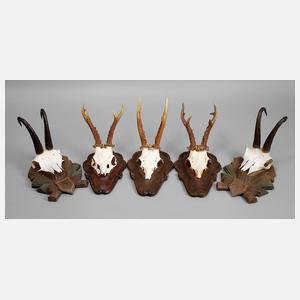 Konvolut Jagdtrophäen