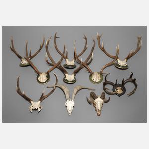 Konvolut Jagdtrophäen