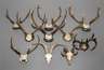 Konvolut Jagdtrophäen