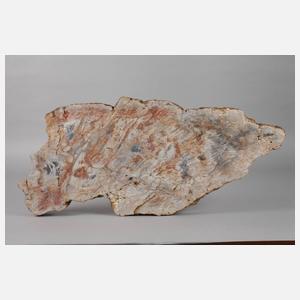 Versteinerte Baumscheibe