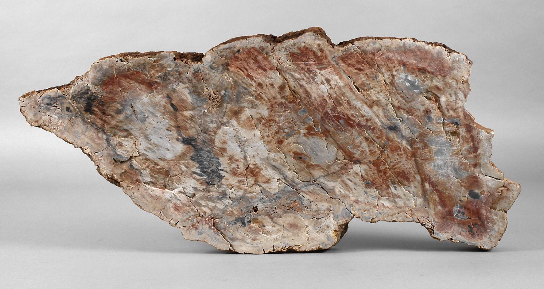 Versteinerte Baumscheibe