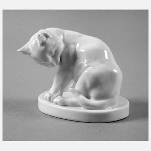 Meissen ”Junge Katze, sich putzend”