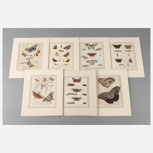 Sammlung Insektendarstellungen