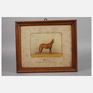 Paar Pferdeportraits