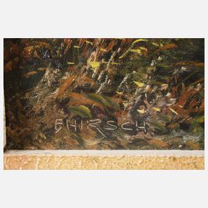 Hirsch, Hirschwild im Gebirge