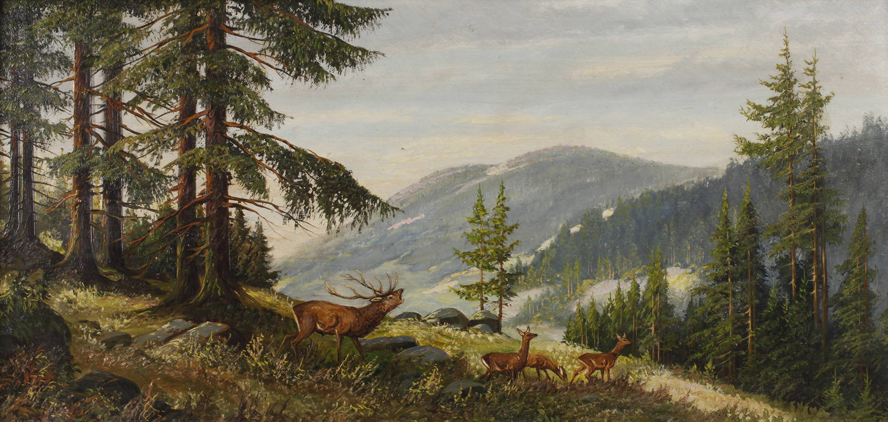 Hirsch, Hirschwild im Gebirge