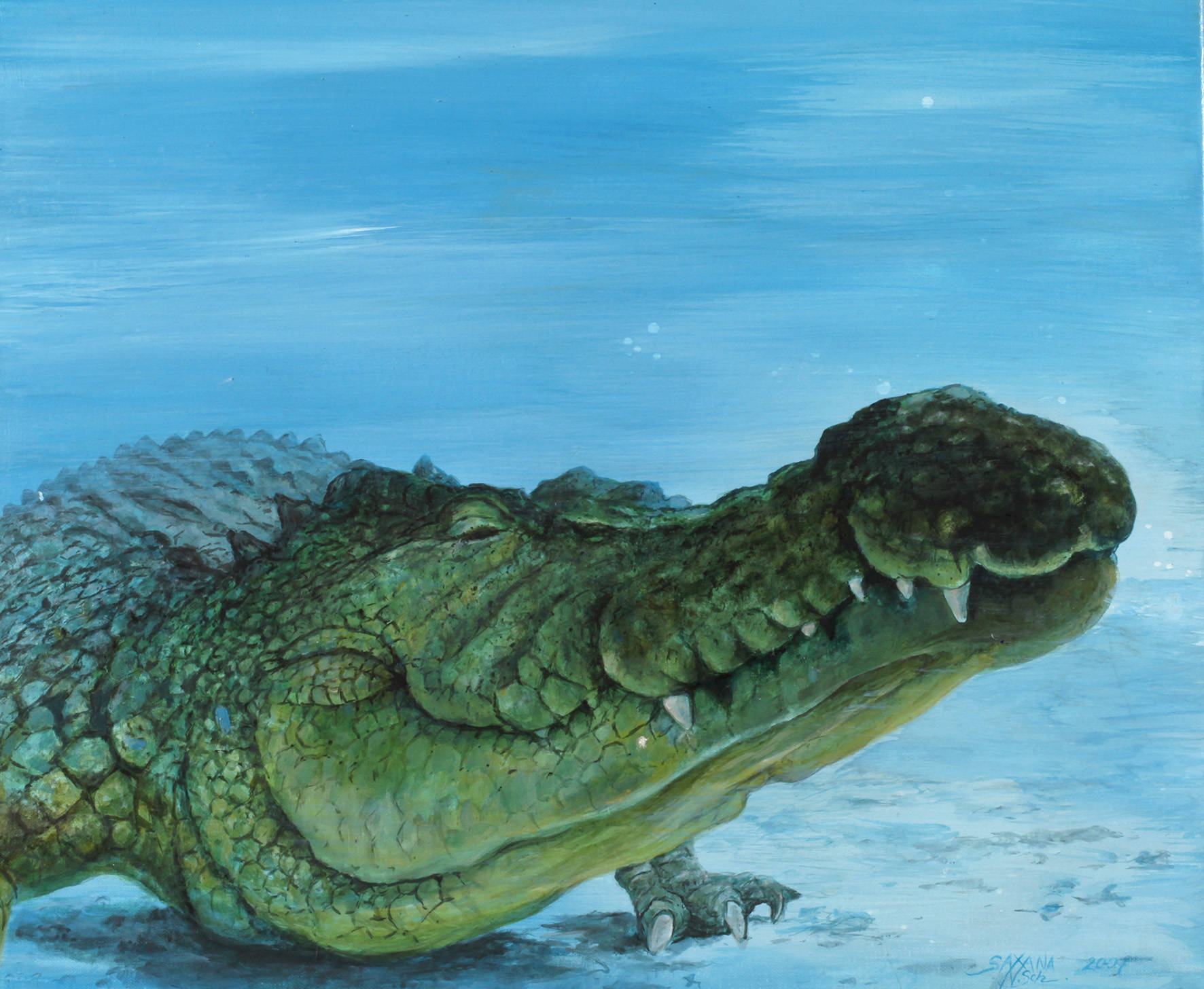 Saxana N. Schötschel, Alligator