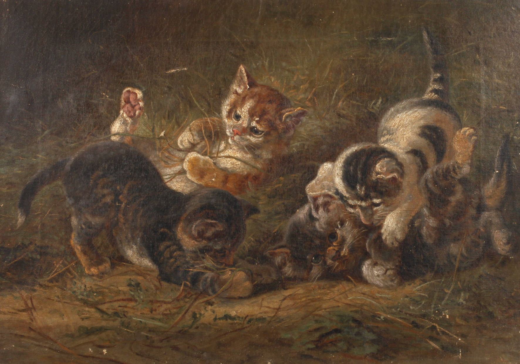 Spielende Katzenkinder