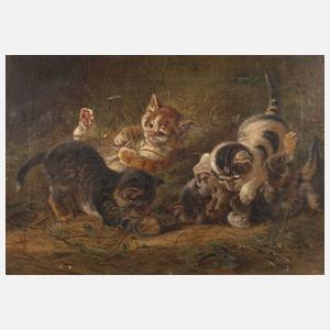 Spielende Katzenkinder