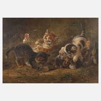Spielende Katzenkinder111