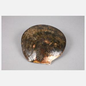 Muschelschale