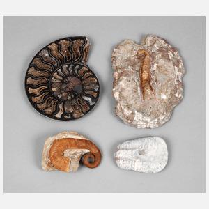 Konvolut Fossilien