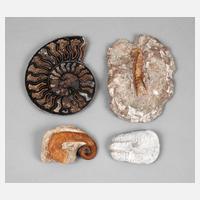 Konvolut Fossilien111