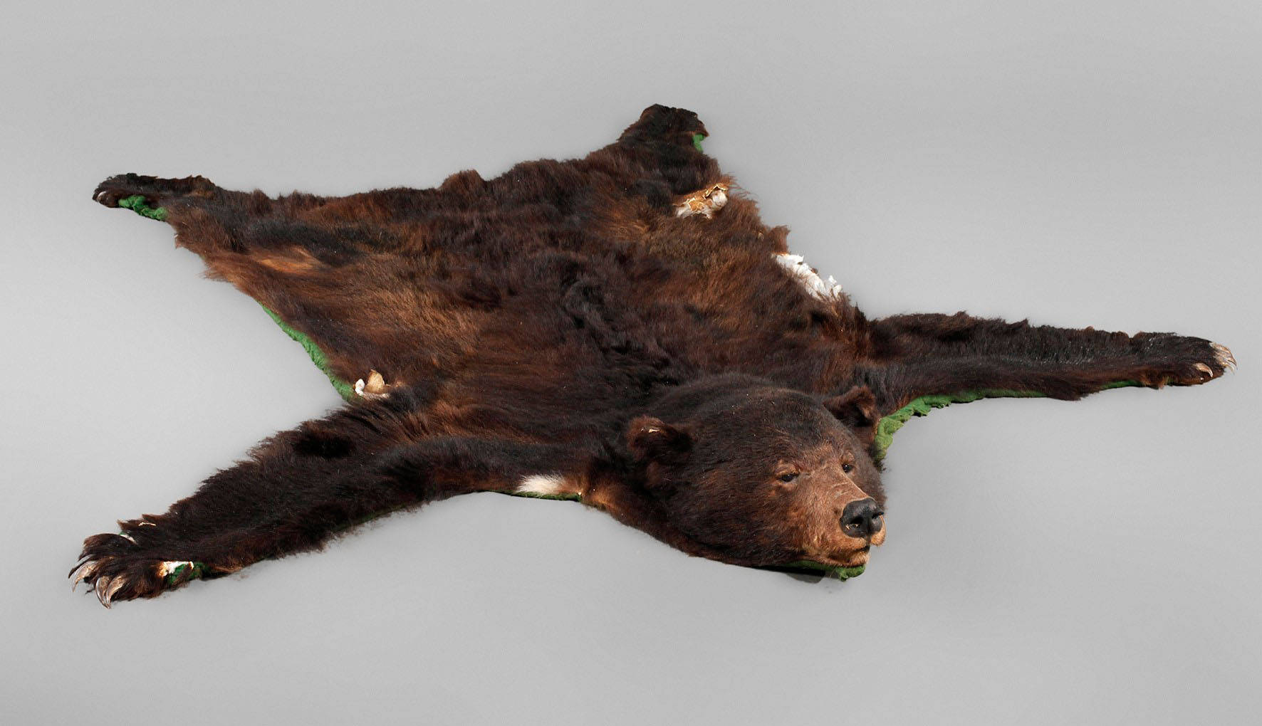 Fell eines Braunbären