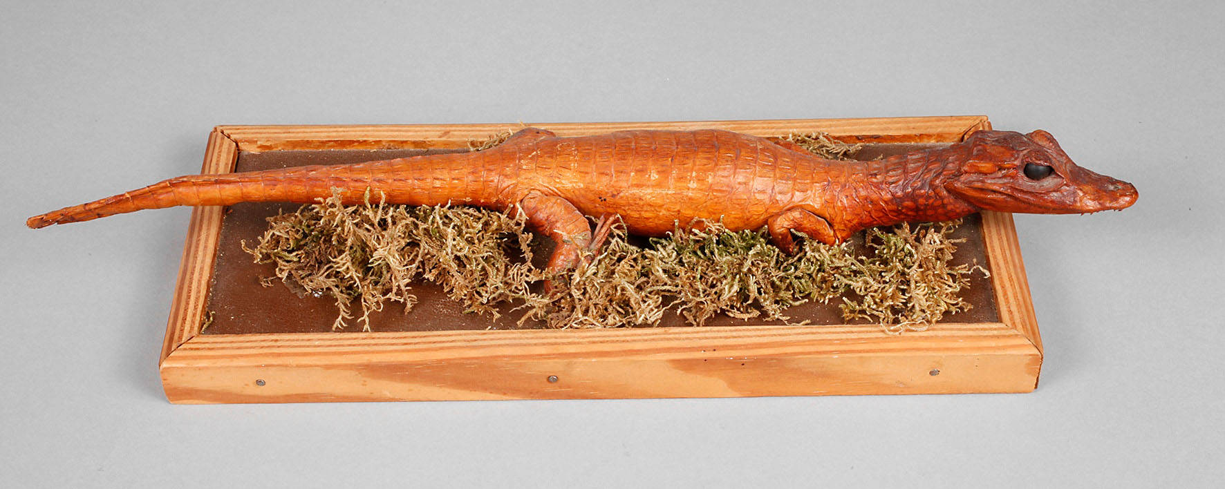 Kleines Tierpräparat Kaiman