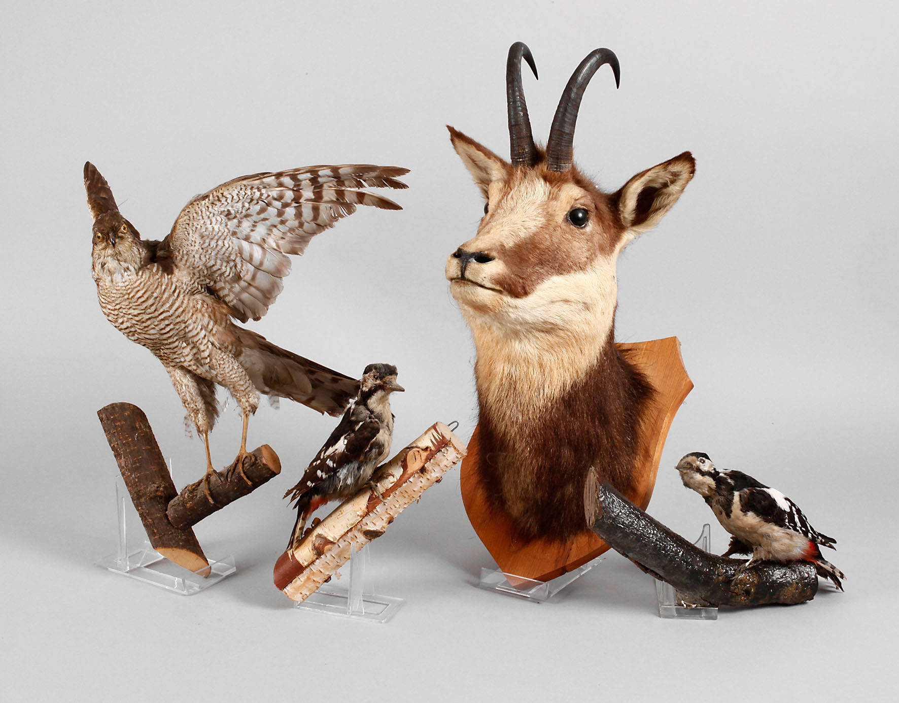 Posten Tierpräparate