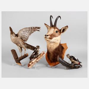 Posten Tierpräparate