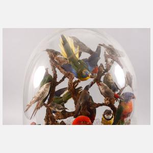 Vogelpräparate unter Glassturz