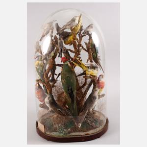 Vogelpräparate unter Glassturz