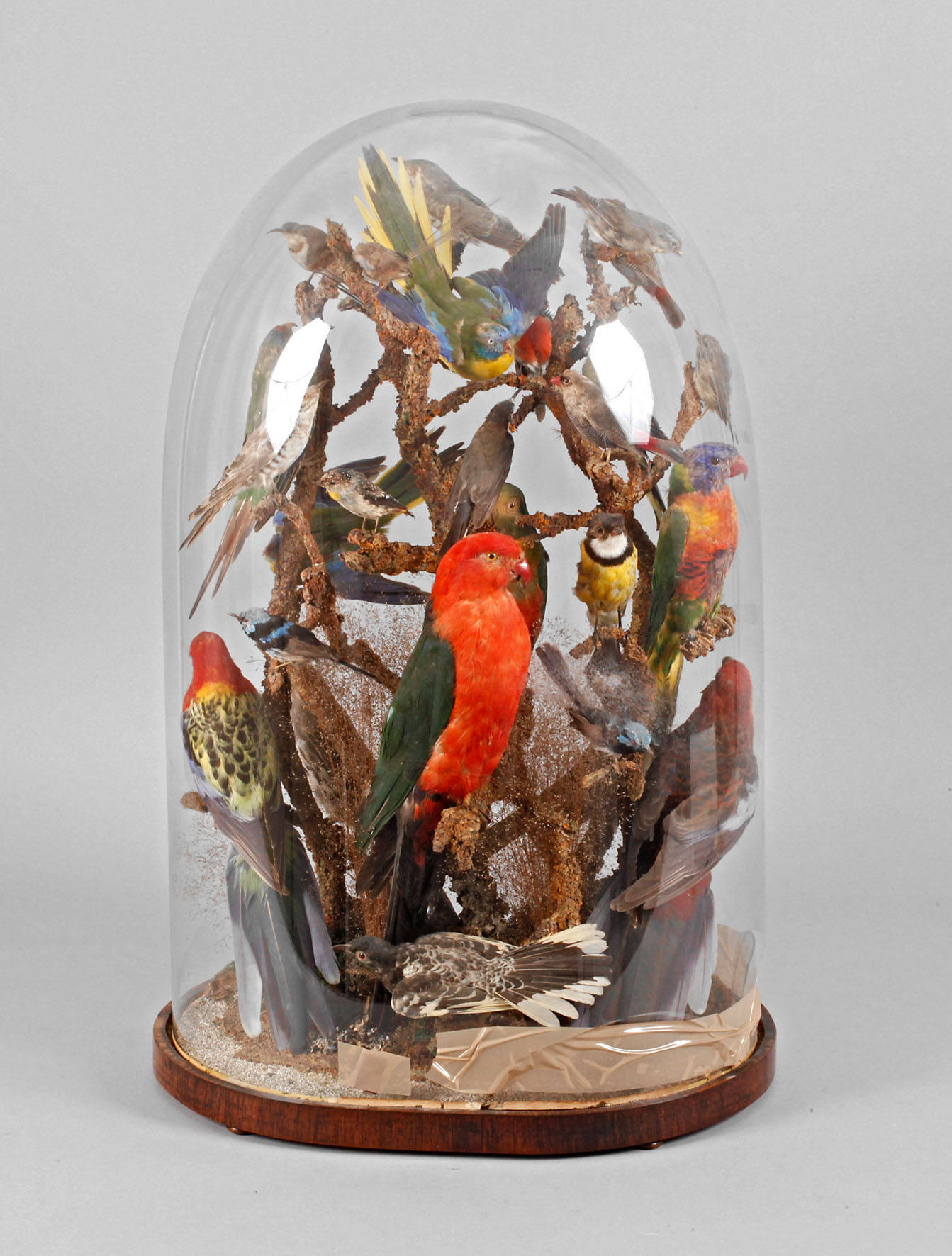 Vogelpräparate unter Glassturz