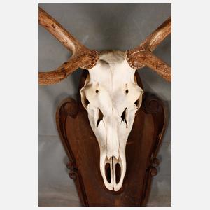 Große Jagdtrophäe