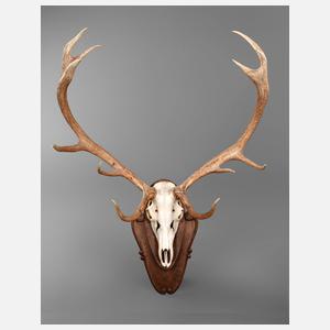 Große Jagdtrophäe