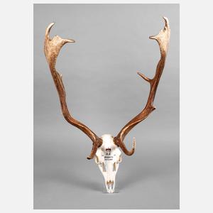 Große Jagdtrophäe