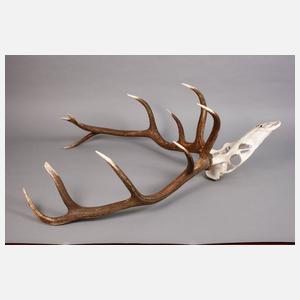 Große Jagdtrophäe