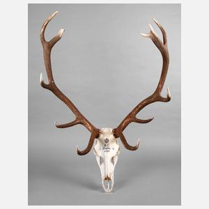 Große Jagdtrophäe